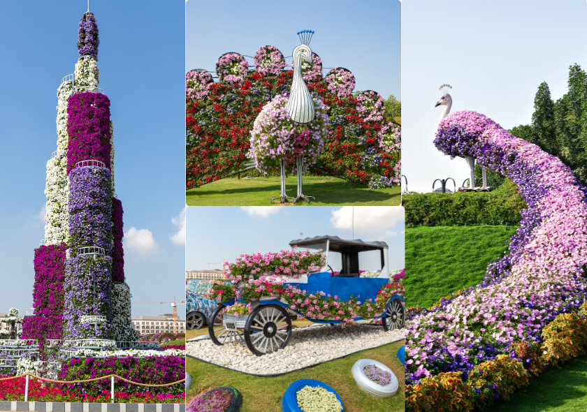 Dubai Miracle Garden Tour with Transfer